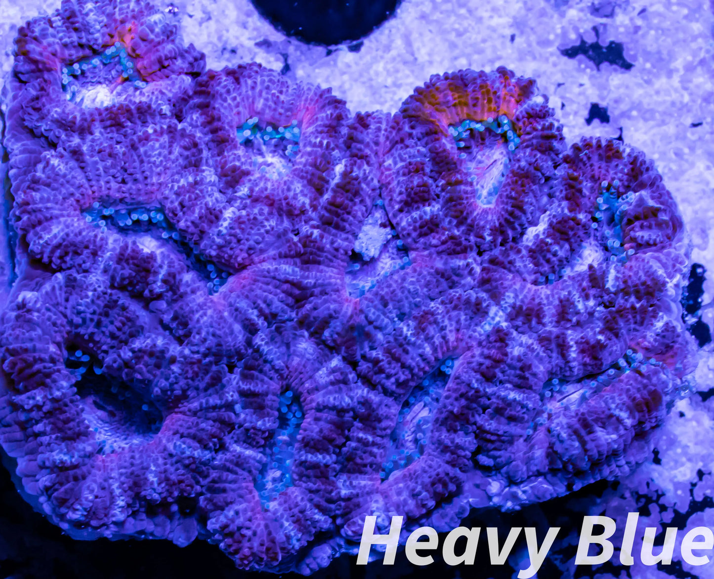 LPS -Acan- Lord- lordhowensis -Micromussa Acan WYSIWYG 4cm LPS -Acan- Lord- lordhowensis -Micromussa Acan WYSIWYG 4cm LPS LPS -Acan- Lord- lordhowensis -Micromussa Acan WYSIWYG 4cm Zeo Box Reef