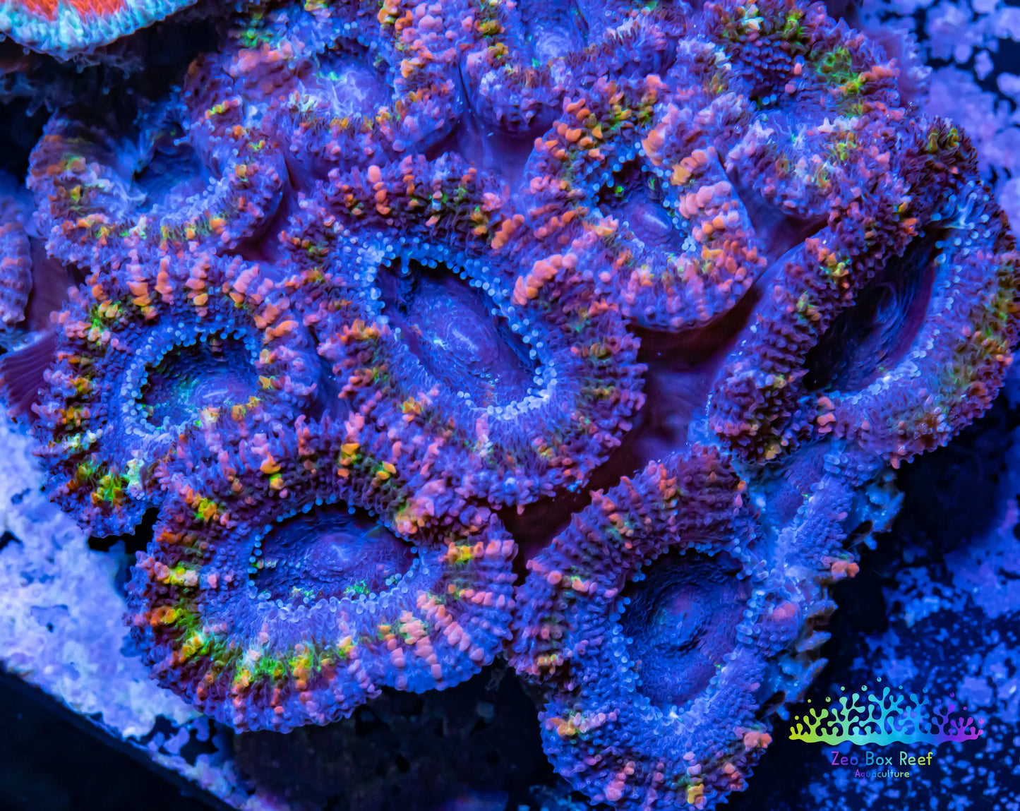 LPS -Acan- Lord- lordhowensis -Micromussa Acan WYSIWYG 5cm LPS -Acan- Lord- lordhowensis -Micromussa Acan WYSIWYG 5cm LPS LPS -Acan- Lord- lordhowensis -Micromussa Acan WYSIWYG 5cm Zeo Box Reef