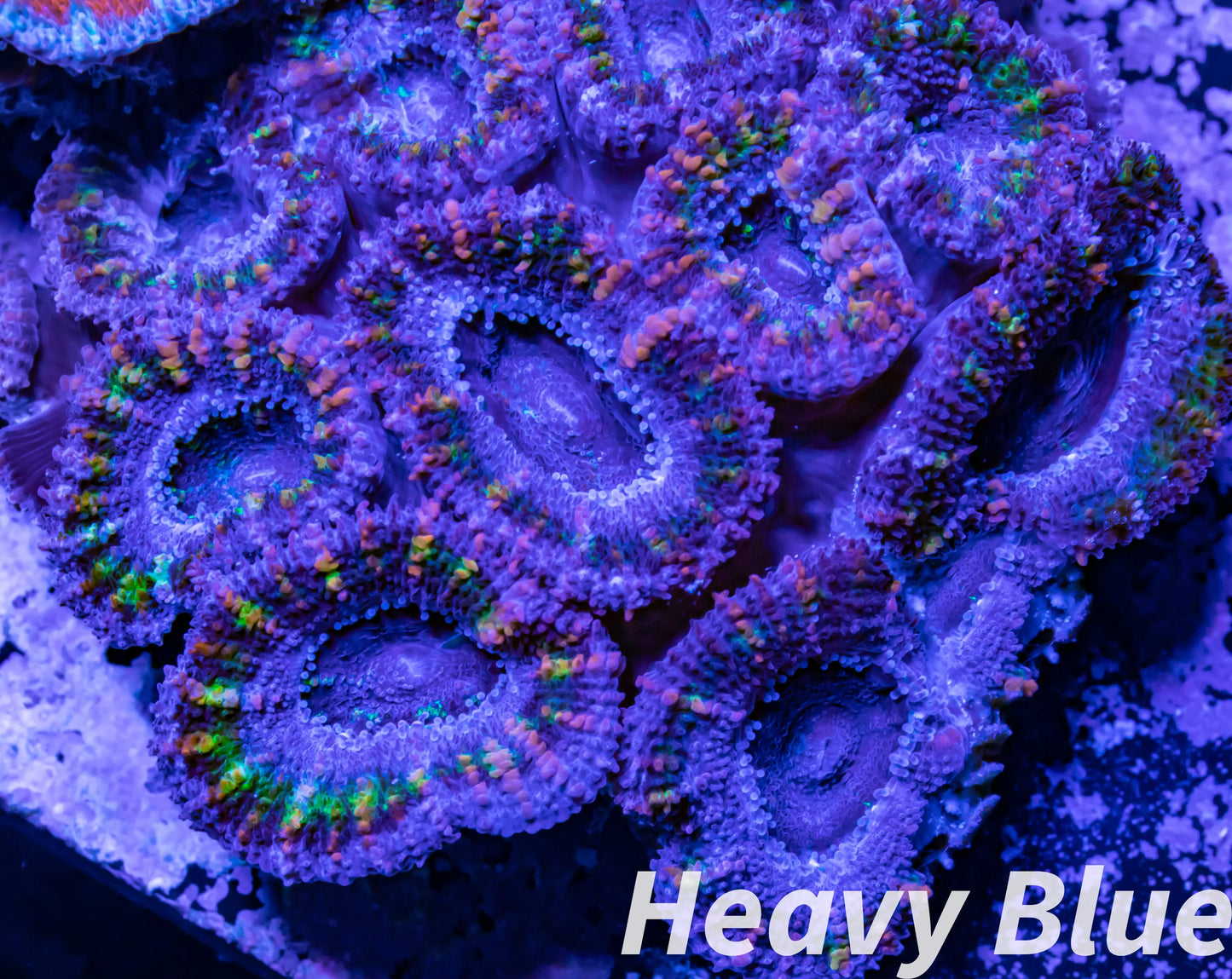 LPS -Acan- Lord- lordhowensis -Micromussa Acan WYSIWYG 5cm LPS -Acan- Lord- lordhowensis -Micromussa Acan WYSIWYG 5cm LPS LPS -Acan- Lord- lordhowensis -Micromussa Acan WYSIWYG 5cm Zeo Box Reef