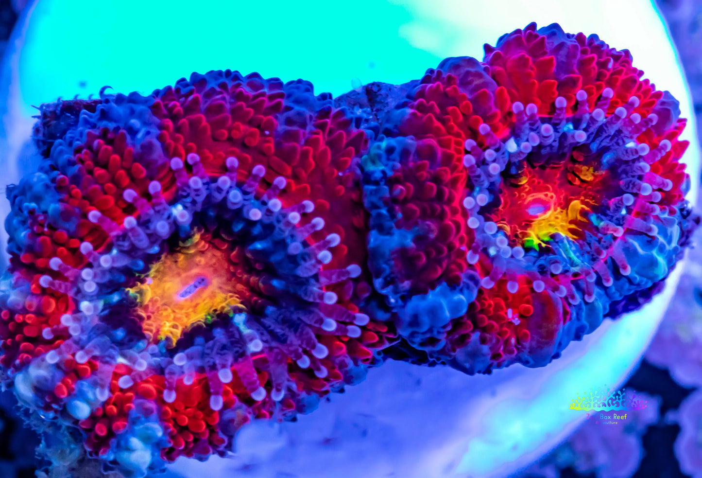LPS -Acan- Lord- lordhowensis -Micromussa Acan WYSIWYG 5cm LPS -Acan- Lord- lordhowensis -Micromussa Acan WYSIWYG 5cm LPS LPS -Acan- Lord- lordhowensis -Micromussa Acan WYSIWYG 5cm Zeo Box Reef