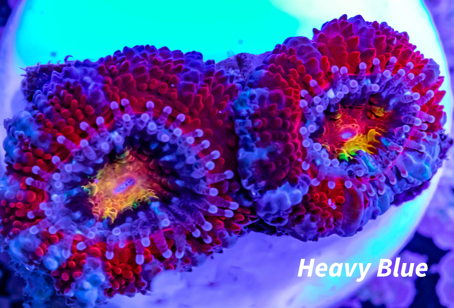 LPS -Acan- Lord- lordhowensis -Micromussa Acan WYSIWYG 5cm LPS -Acan- Lord- lordhowensis -Micromussa Acan WYSIWYG 5cm LPS LPS -Acan- Lord- lordhowensis -Micromussa Acan WYSIWYG 5cm Zeo Box Reef