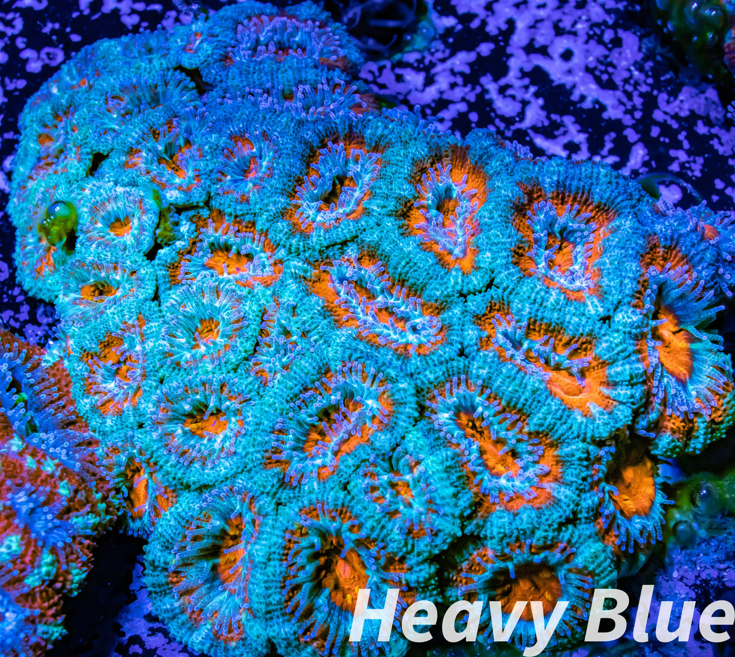 LPS -Acan- Lord- lordhowensis -Micromussa Ultra Acan Colony WYSIWYG 8cm LPS -Acan- Lord- lordhowensis -Micromussa Ultra Acan Colony WYSIWYG 8cm LPS LPS -Acan- Lord- lordhowensis -Micromussa Ultra Acan Colony WYSIWYG 8cm Zeo Box Reef