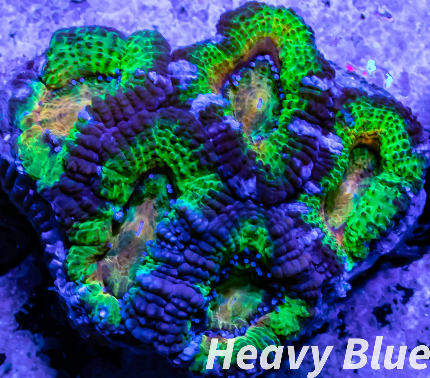 LPS -Acan- Lord- lordhowensis -Micromussa Ultra Acan WYSIWYG 4cm LPS -Acan- Lord- lordhowensis -Micromussa Ultra Acan WYSIWYG 4cm LPS LPS -Acan- Lord- lordhowensis -Micromussa Ultra Acan WYSIWYG 4cm Zeo Box Reef