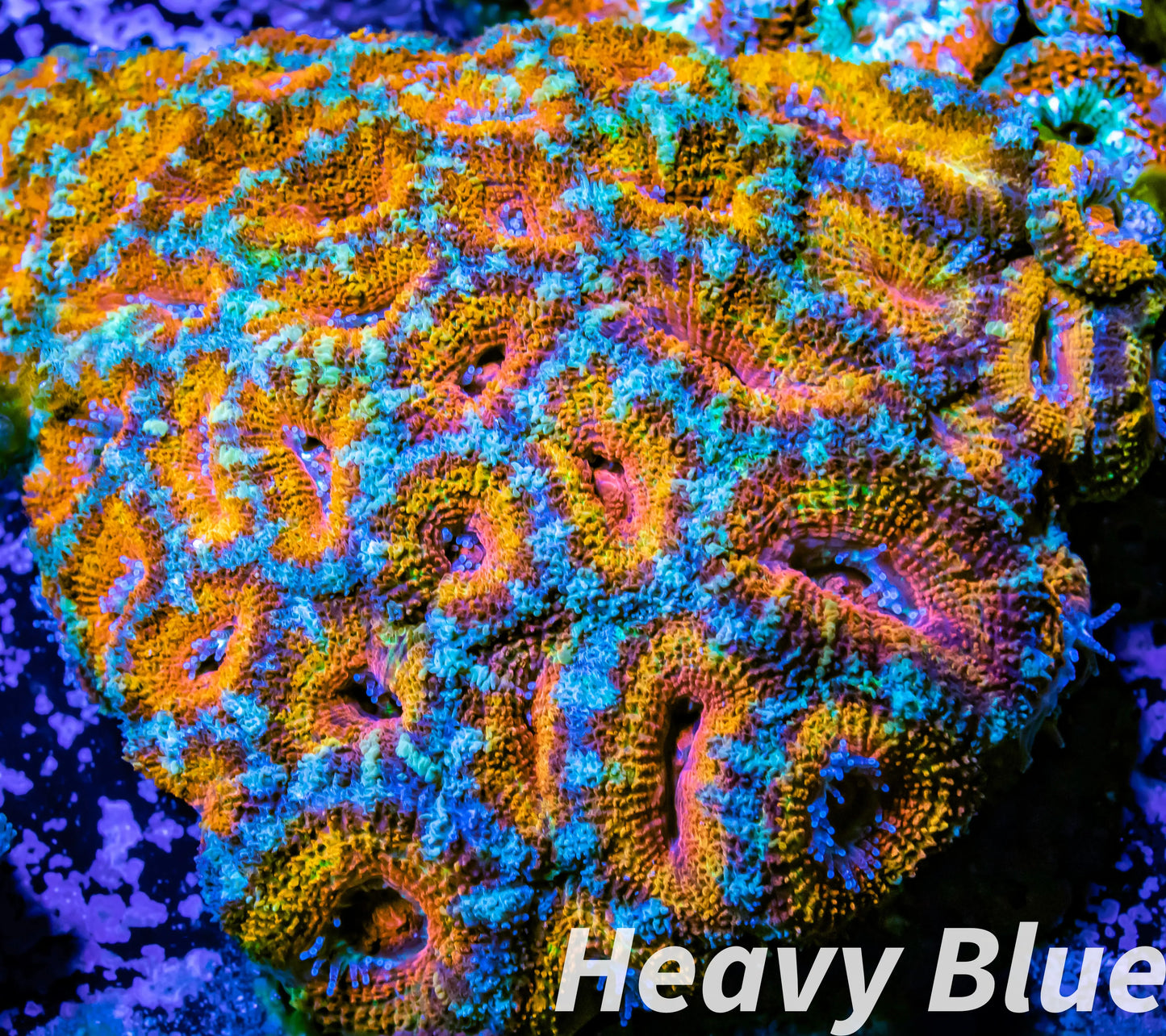 LPS -Acan- Lord- lordhowensis -Micromussa Ultra Acan WYSIWYG 8cm LPS -Acan- Lord- lordhowensis -Micromussa Ultra Acan WYSIWYG 8cm LPS LPS -Acan- Lord- lordhowensis -Micromussa Ultra Acan WYSIWYG 8cm Zeo Box Reef