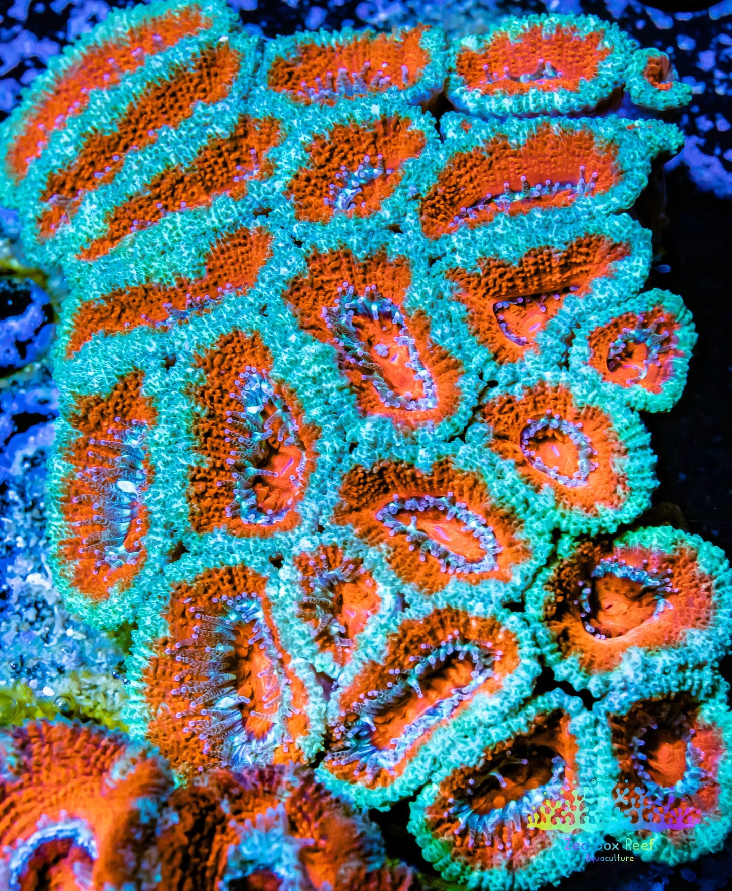 LPS -Acan- Lord- lordhowensis -Micromussa Ultra Acan WYSIWYG 8cm LPS -Acan- Lord- lordhowensis -Micromussa Ultra Acan WYSIWYG 8cm LPS LPS -Acan- Lord- lordhowensis -Micromussa Ultra Acan WYSIWYG 8cm Zeo Box Reef