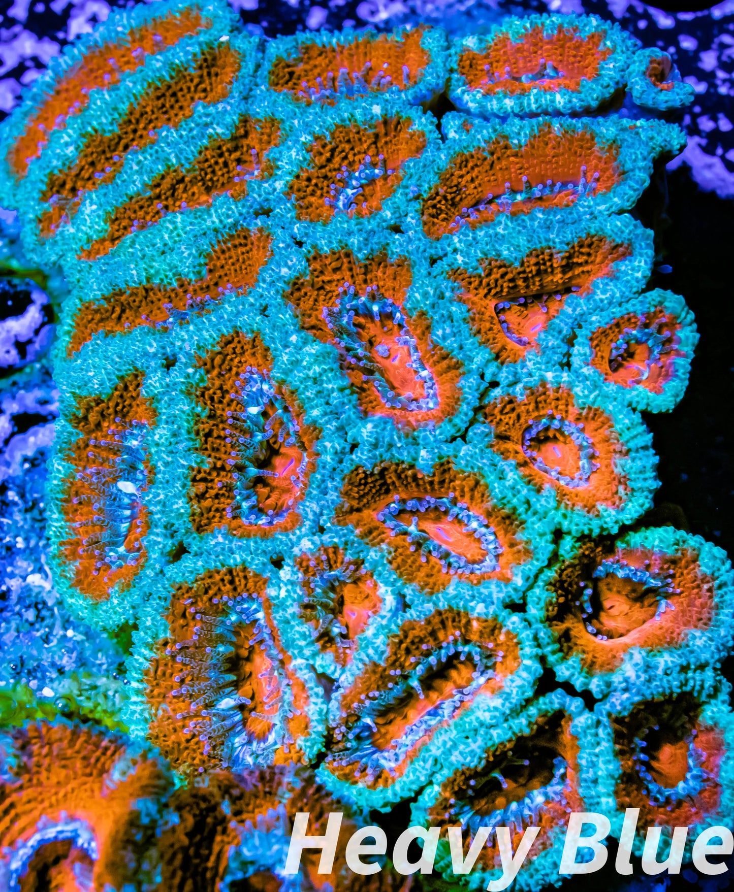 LPS -Acan- Lord- lordhowensis -Micromussa Ultra Acan WYSIWYG 8cm LPS -Acan- Lord- lordhowensis -Micromussa Ultra Acan WYSIWYG 8cm LPS LPS -Acan- Lord- lordhowensis -Micromussa Ultra Acan WYSIWYG 8cm Zeo Box Reef