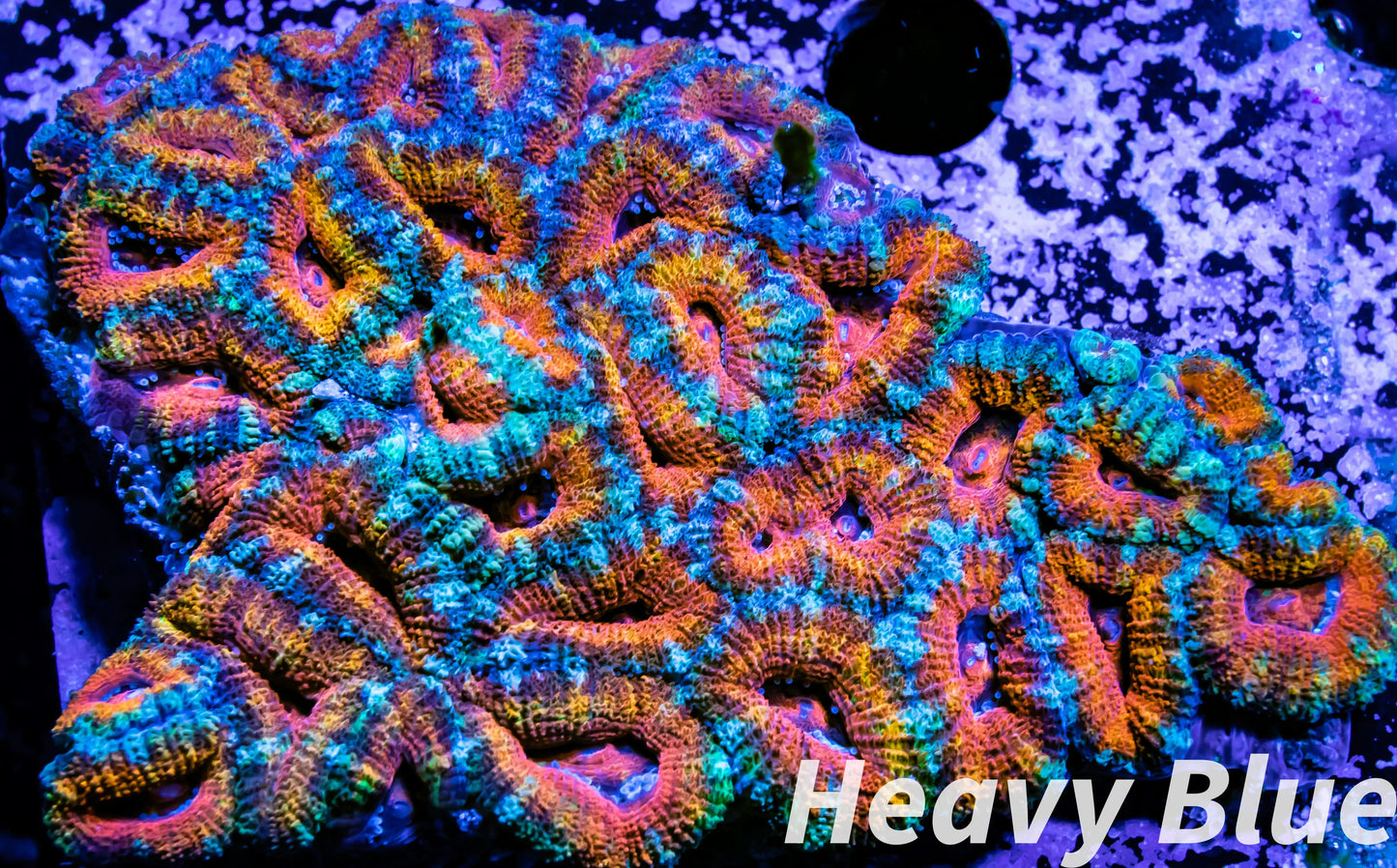 LPS -Acan- Lord- lordhowensis -Micromussa Ultra Acan WYSIWYG 8cm LPS -Acan- Lord- lordhowensis -Micromussa Ultra Acan WYSIWYG 8cm LPS LPS -Acan- Lord- lordhowensis -Micromussa Ultra Acan WYSIWYG 8cm Zeo Box Reef