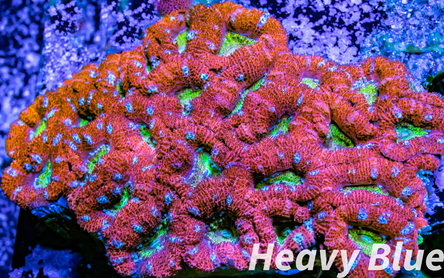 LPS -Acan- Lord- lordhowensis -Micromussa Ultra Acan WYSIWYG 8cm LPS -Acan- Lord- lordhowensis -Micromussa Ultra Acan WYSIWYG 8cm LPS LPS -Acan- Lord- lordhowensis -Micromussa Ultra Acan WYSIWYG 8cm Zeo Box Reef
