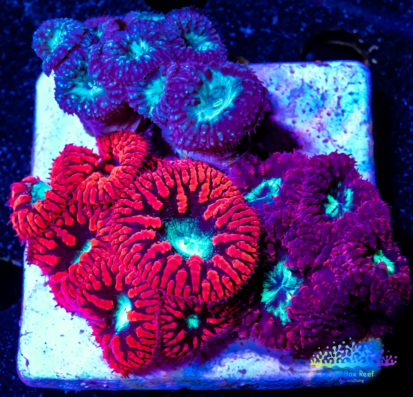 LPS- Blastomussa wellsi coral- Blasto Garden WYSIWYG LPS- Blastomussa wellsi coral- Blasto Garden WYSIWYG LPS LPS- Blastomussa wellsi coral- Blasto Garden WYSIWYG Zeo Box Reef