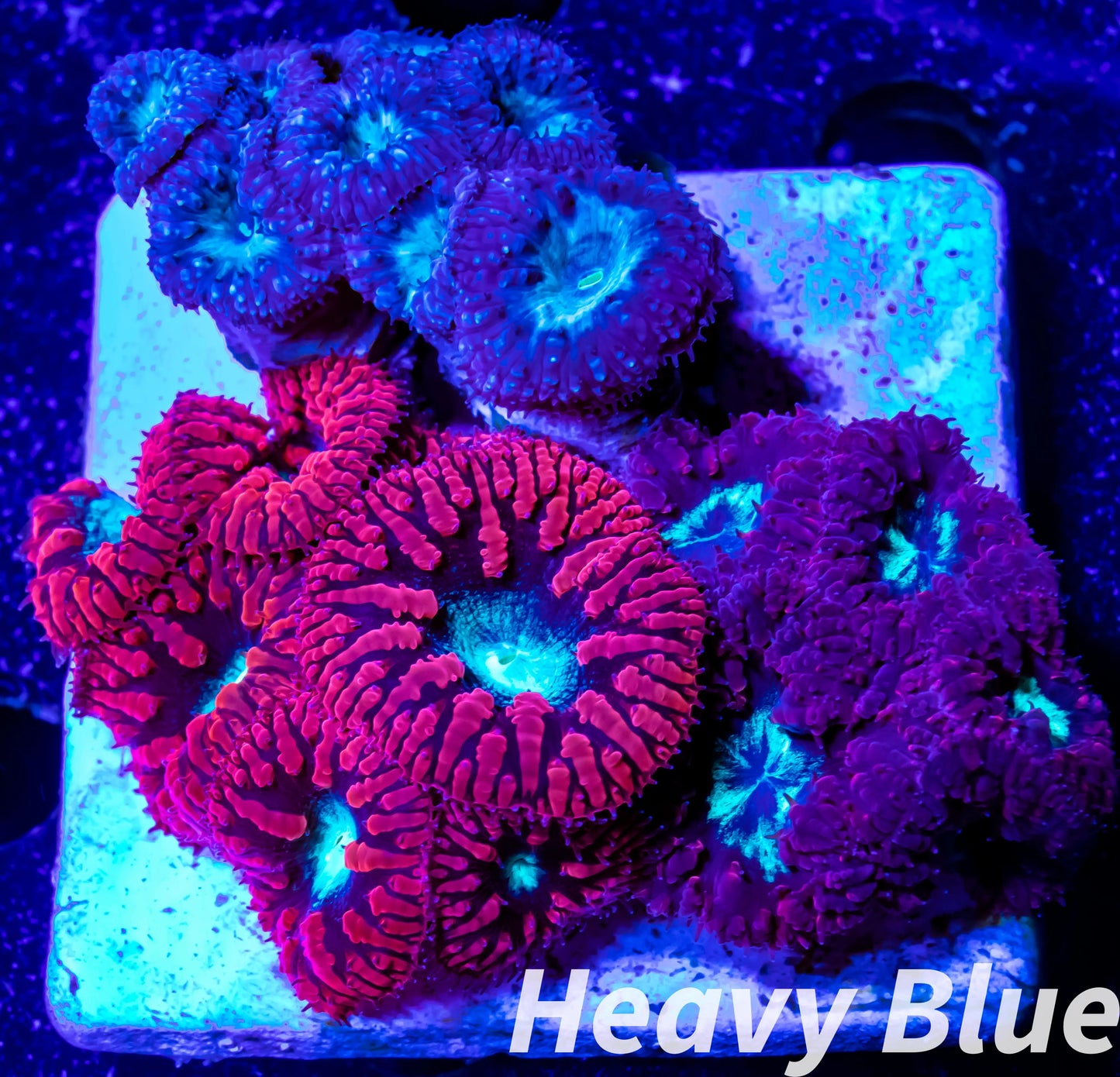 LPS- Blastomussa wellsi coral- Blasto Garden WYSIWYG LPS- Blastomussa wellsi coral- Blasto Garden WYSIWYG LPS LPS- Blastomussa wellsi coral- Blasto Garden WYSIWYG Zeo Box Reef