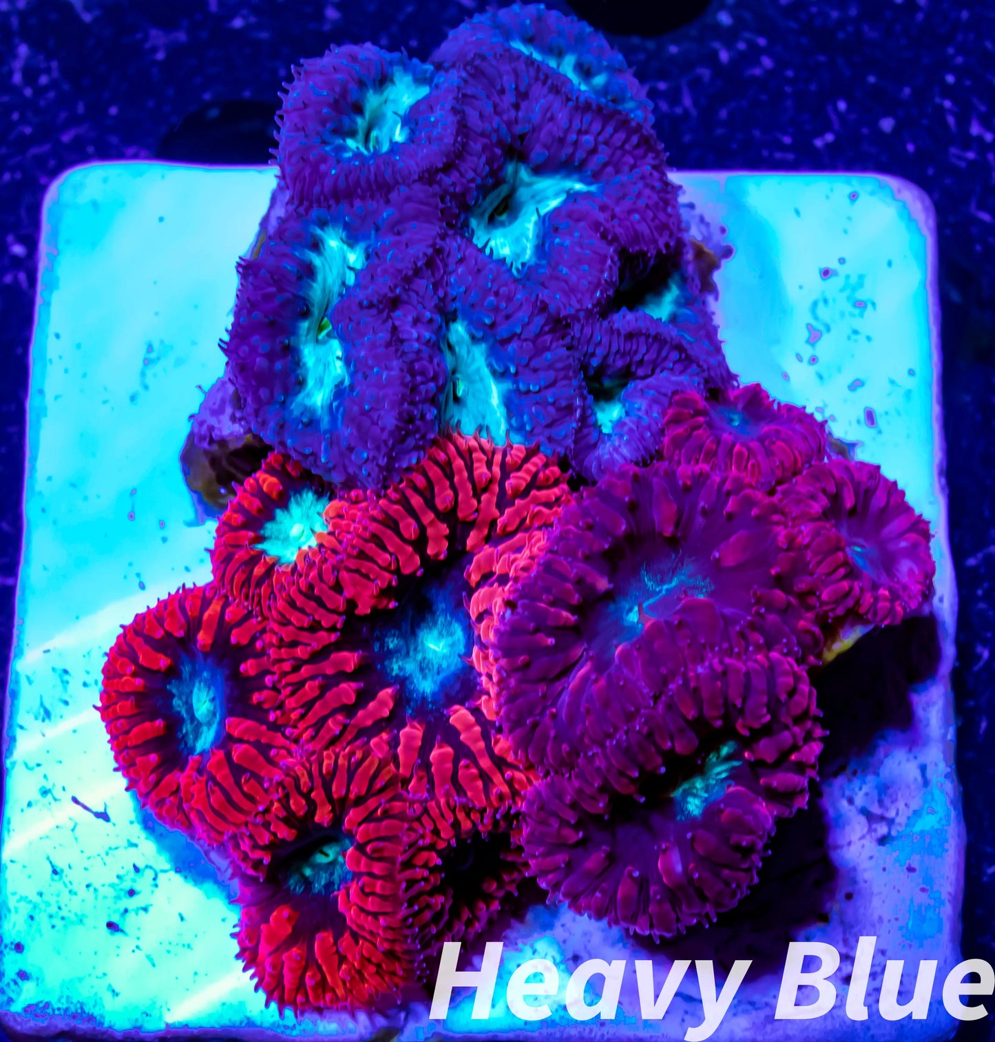 LPS- Blastomussa wellsi coral- Blasto Garden WYSIWYG LPS- Blastomussa wellsi coral- Blasto Garden WYSIWYG LPS LPS- Blastomussa wellsi coral- Blasto Garden WYSIWYG Zeo Box Reef
