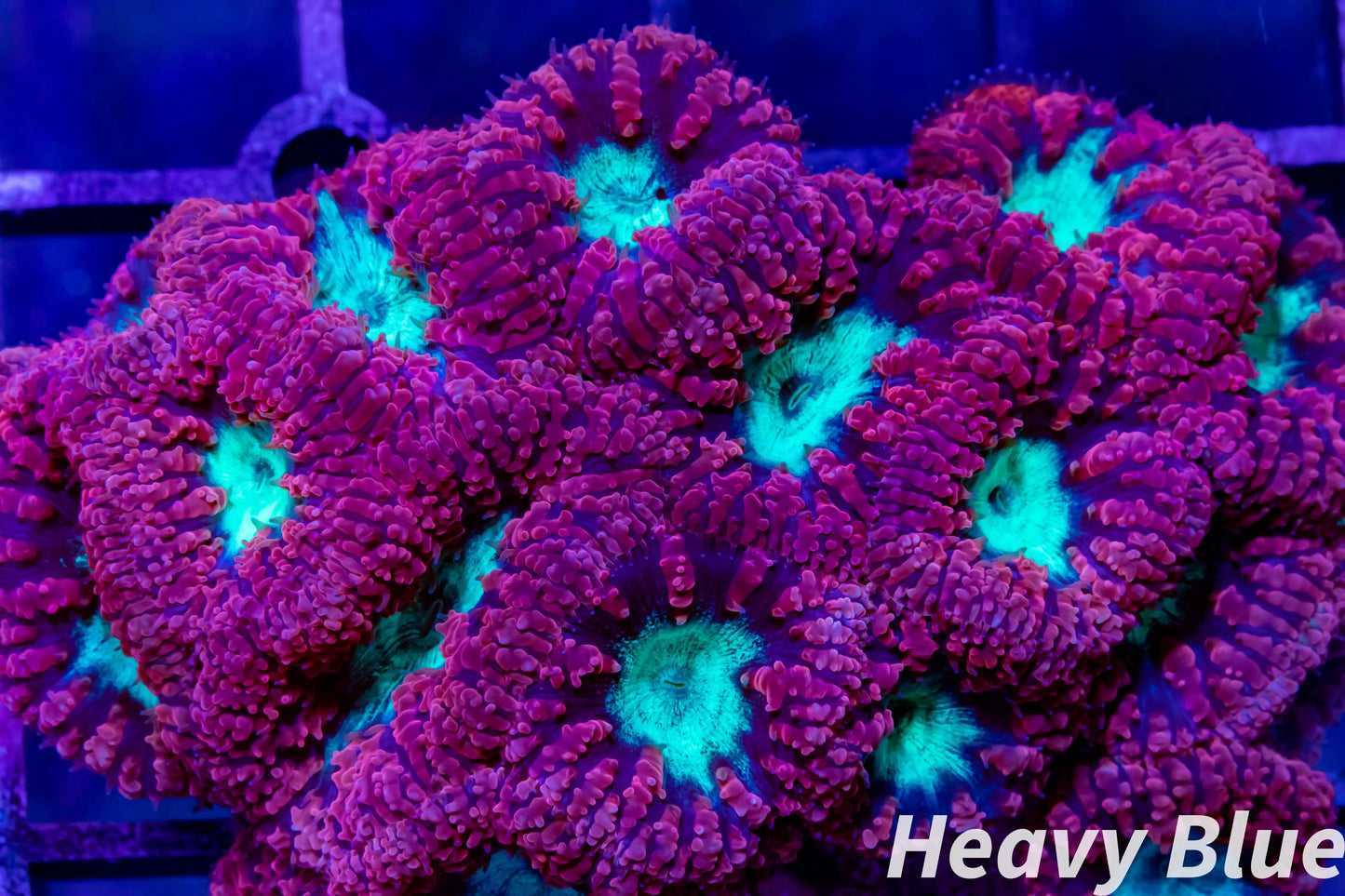 LPS- Blastomussa wellsi coral- Red and Green Blasto LPS- Blastomussa wellsi coral- Red and Green Blasto LPS LPS- Blastomussa wellsi coral- Red and Green Blasto Zeo Box Reef