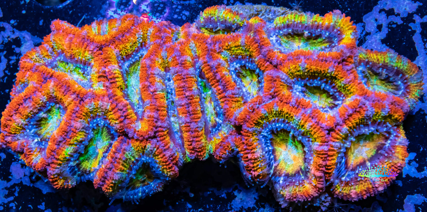 LPS- Coral- Micromusa lordhowensis - Ultra Rainbow Acan Colony WYSIWYG 9cm LPS- Coral- Micromusa lordhowensis - Ultra Rainbow Acan Colony WYSIWYG 9cm LPS LPS- Coral- Micromusa lordhowensis - Ultra Rainbow Acan Colony WYSIWYG 9cm Zeo Box Reef