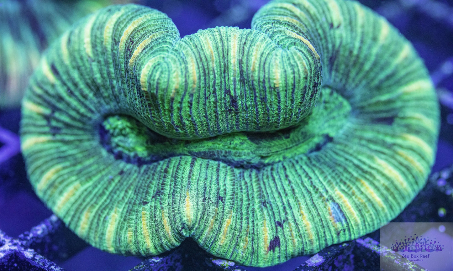 LPS- Trachyphyllia- Trachy WYSIWYG Live Sale LPS- Trachyphyllia- Trachy WYSIWYG Live Sale LPS- Trachyphyllia- Trachy WYSIWYG Live Sale Zeo Box Reef