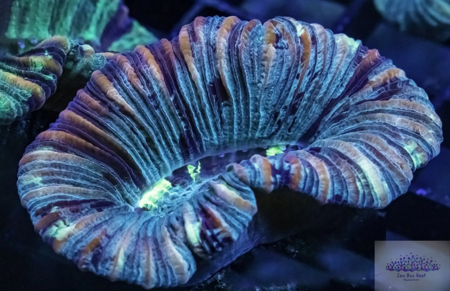 LPS- Trachyphyllia- Trachy WYSIWYG Live sale LPS- Trachyphyllia- Trachy WYSIWYG Live sale LPS- Trachyphyllia- Trachy WYSIWYG Live sale Zeo Box Reef