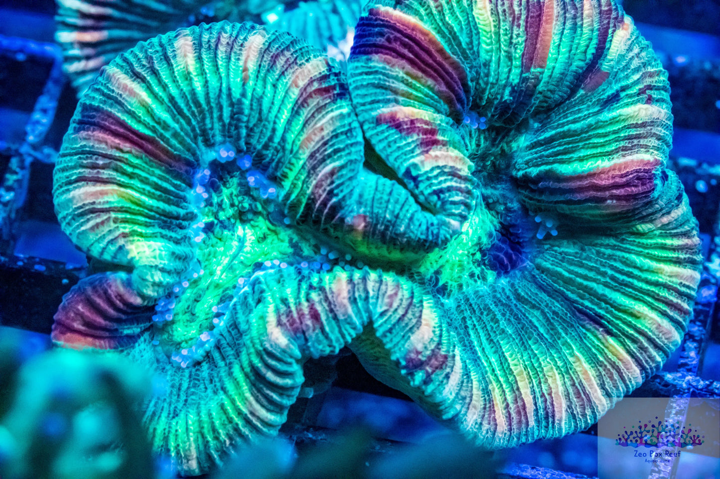 LPS- Trachyphyllia- Trachy WYSIWYG LPS- Trachyphyllia- Trachy WYSIWYG LPS LPS- Trachyphyllia- Trachy WYSIWYG Zeo Box Reef