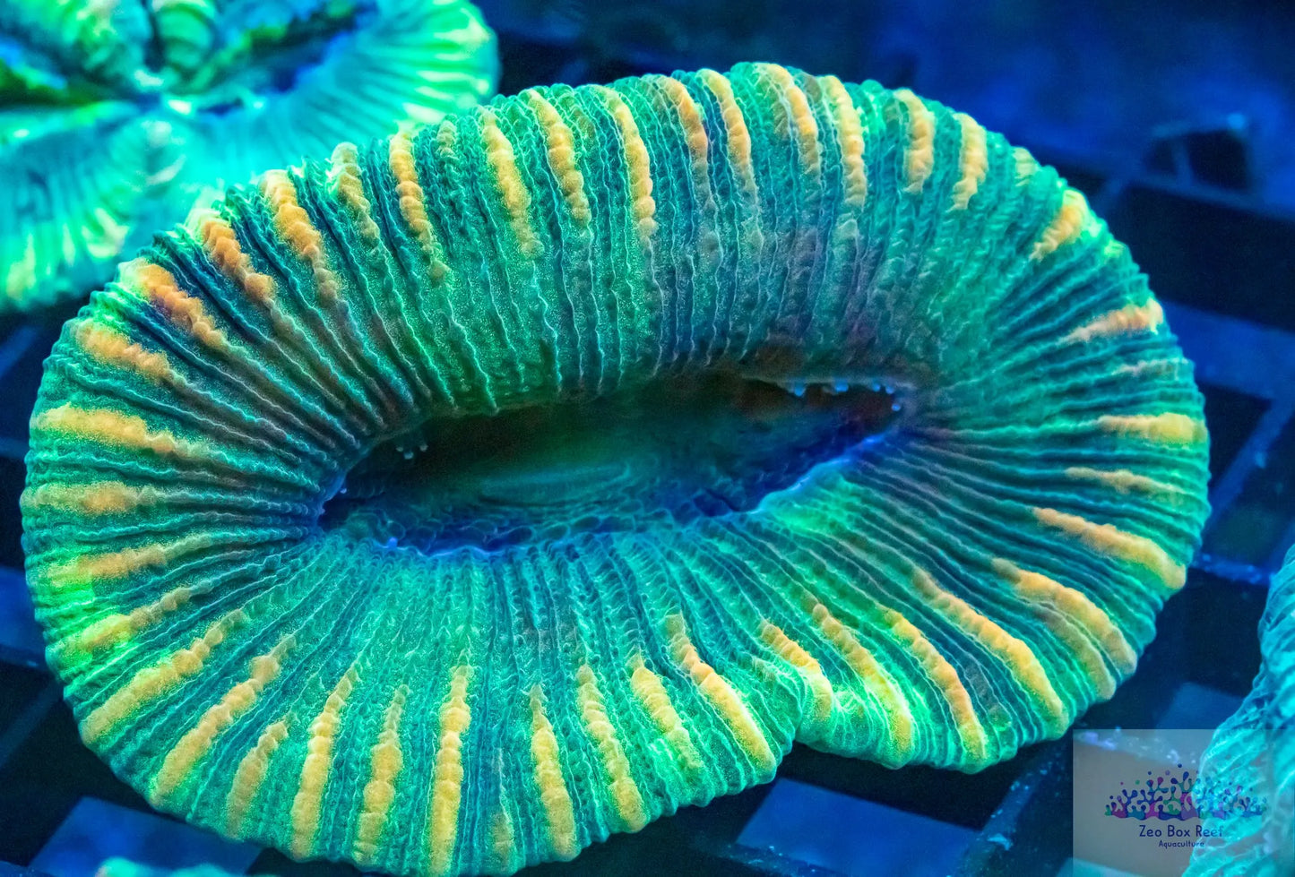 LPS- Trachyphyllia- Trachy WYSIWYG LPS- Trachyphyllia- Trachy WYSIWYG LPS LPS- Trachyphyllia- Trachy WYSIWYG Zeo Box Reef
