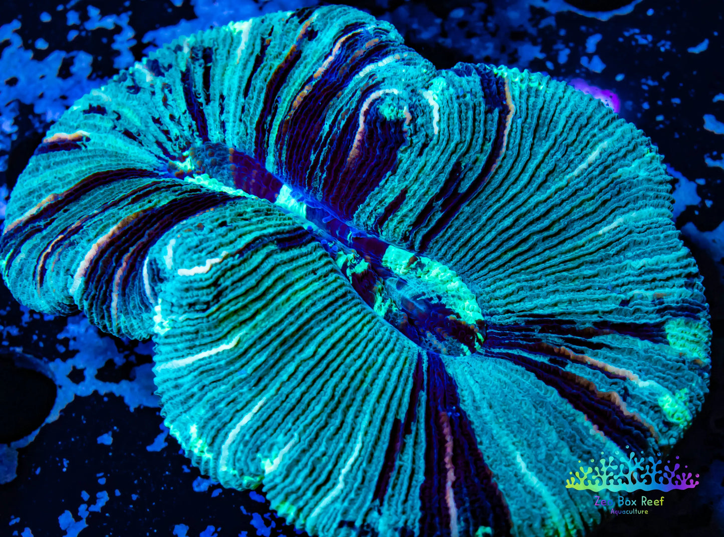 LPS- Trachyphyllia- WA- Mystery Trachy 5cm LPS- Trachyphyllia- WA- Mystery Trachy 5cm LPS LPS- Trachyphyllia- WA- Mystery Trachy 5cm Zeo Box Reef