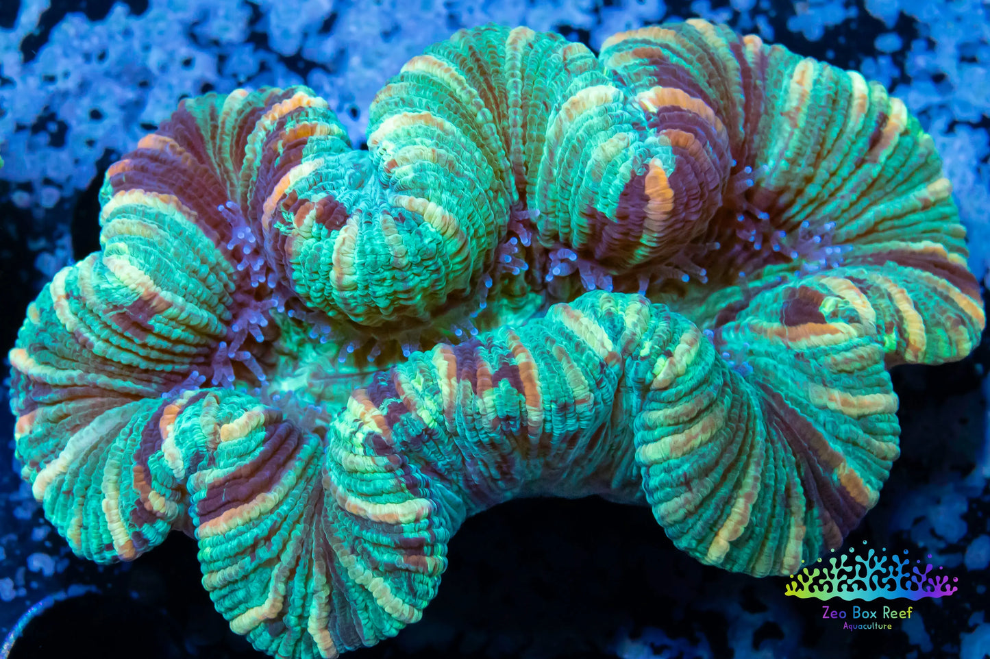 LPS- Trachyphyllia- WA Mystery Trachy 5cm LPS- Trachyphyllia- WA Mystery Trachy 5cm LPS LPS- Trachyphyllia- WA Mystery Trachy 5cm Zeo Box Reef