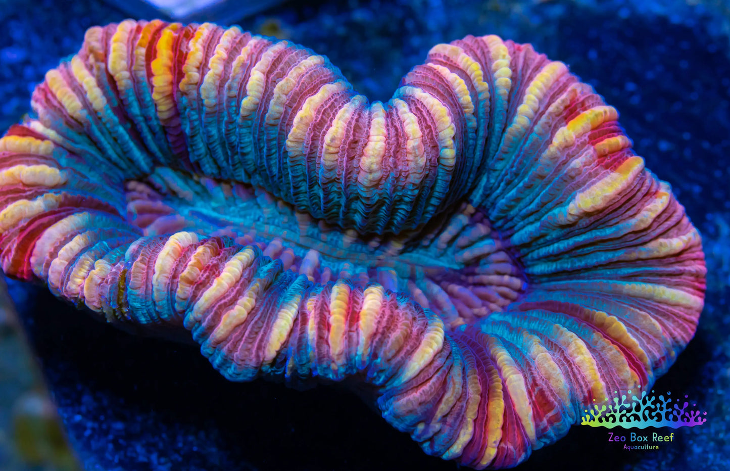 LPS- Trachyphyllia- WA Trachy WYSIWYG 4cm LPS- Trachyphyllia- WA Trachy WYSIWYG 4cm LPS LPS- Trachyphyllia- WA Trachy WYSIWYG 4cm Zeo Box Reef