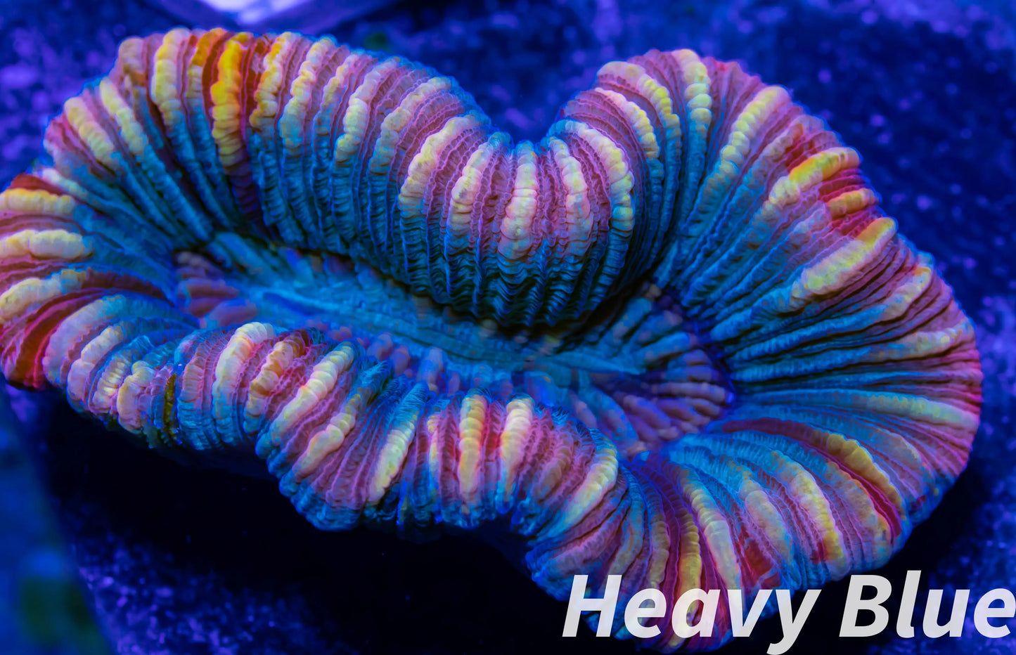 LPS- Trachyphyllia- WA Trachy WYSIWYG 4cm LPS- Trachyphyllia- WA Trachy WYSIWYG 4cm LPS LPS- Trachyphyllia- WA Trachy WYSIWYG 4cm Zeo Box Reef
