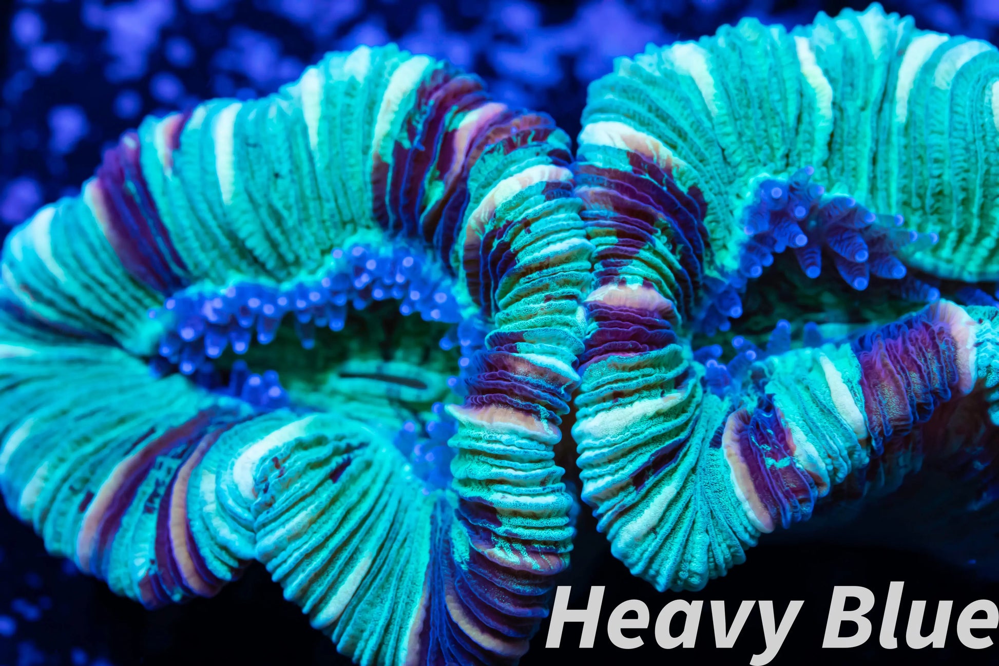 LPS- Trachyphyllia- WA Trachy WYSIWYG 4cm LPS- Trachyphyllia- WA Trachy WYSIWYG 4cm LPS LPS- Trachyphyllia- WA Trachy WYSIWYG 4cm Zeo Box Reef