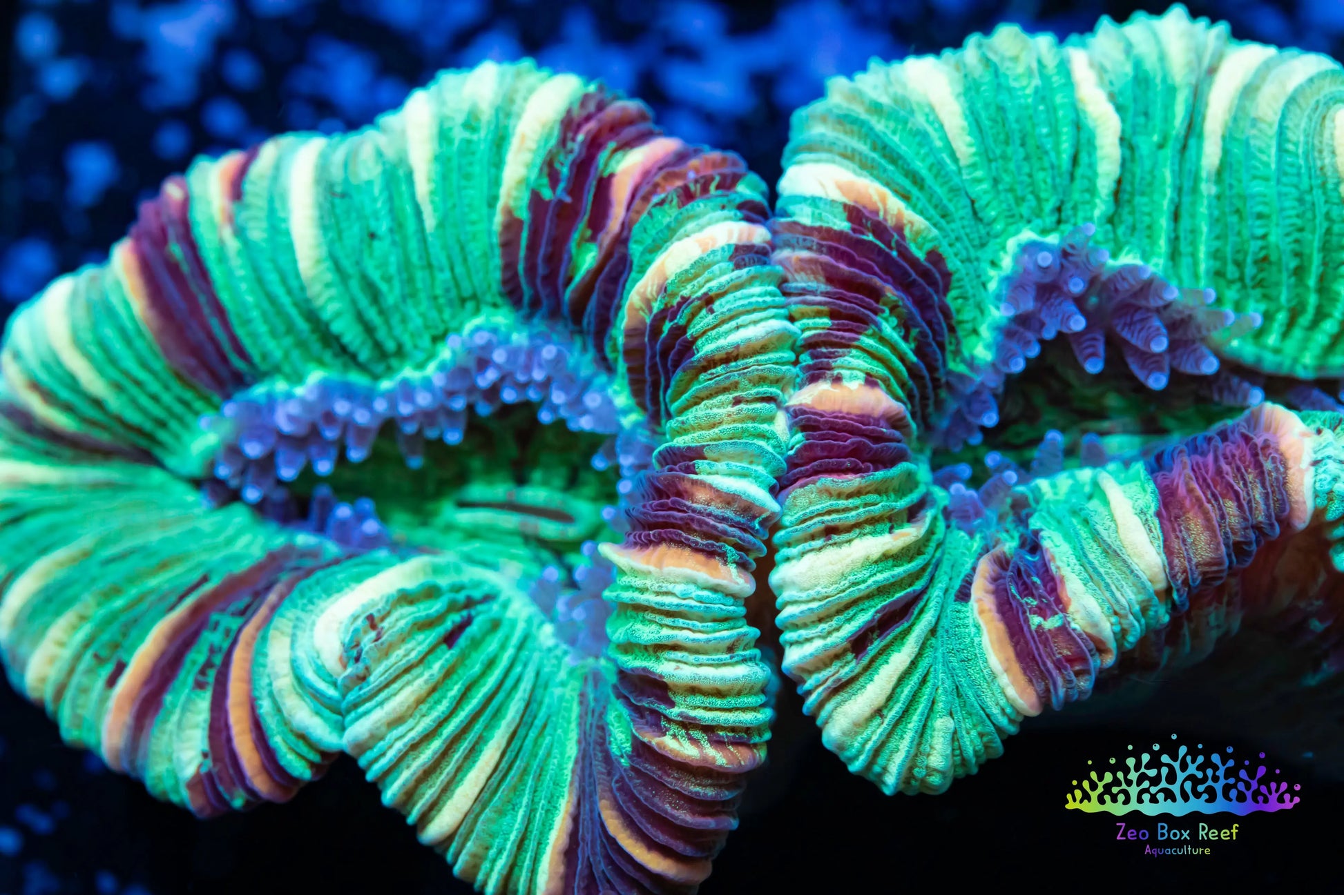 LPS- Trachyphyllia- WA Trachy WYSIWYG 4cm LPS- Trachyphyllia- WA Trachy WYSIWYG 4cm LPS LPS- Trachyphyllia- WA Trachy WYSIWYG 4cm Zeo Box Reef