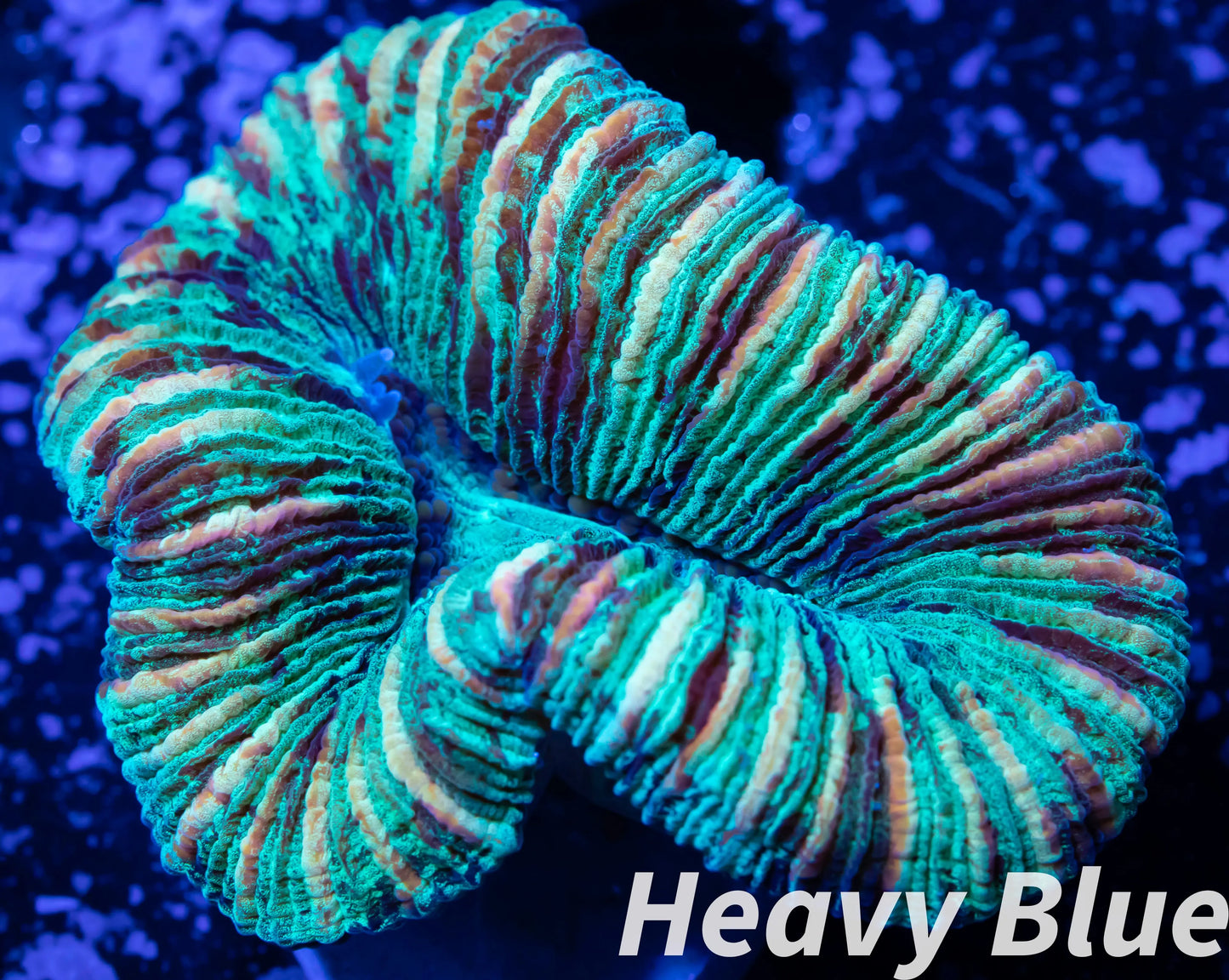 LPS- Trachyphyllia- WA Trachy WYSIWYG 4cm LPS- Trachyphyllia- WA Trachy WYSIWYG 4cm LPS LPS- Trachyphyllia- WA Trachy WYSIWYG 4cm Zeo Box Reef
