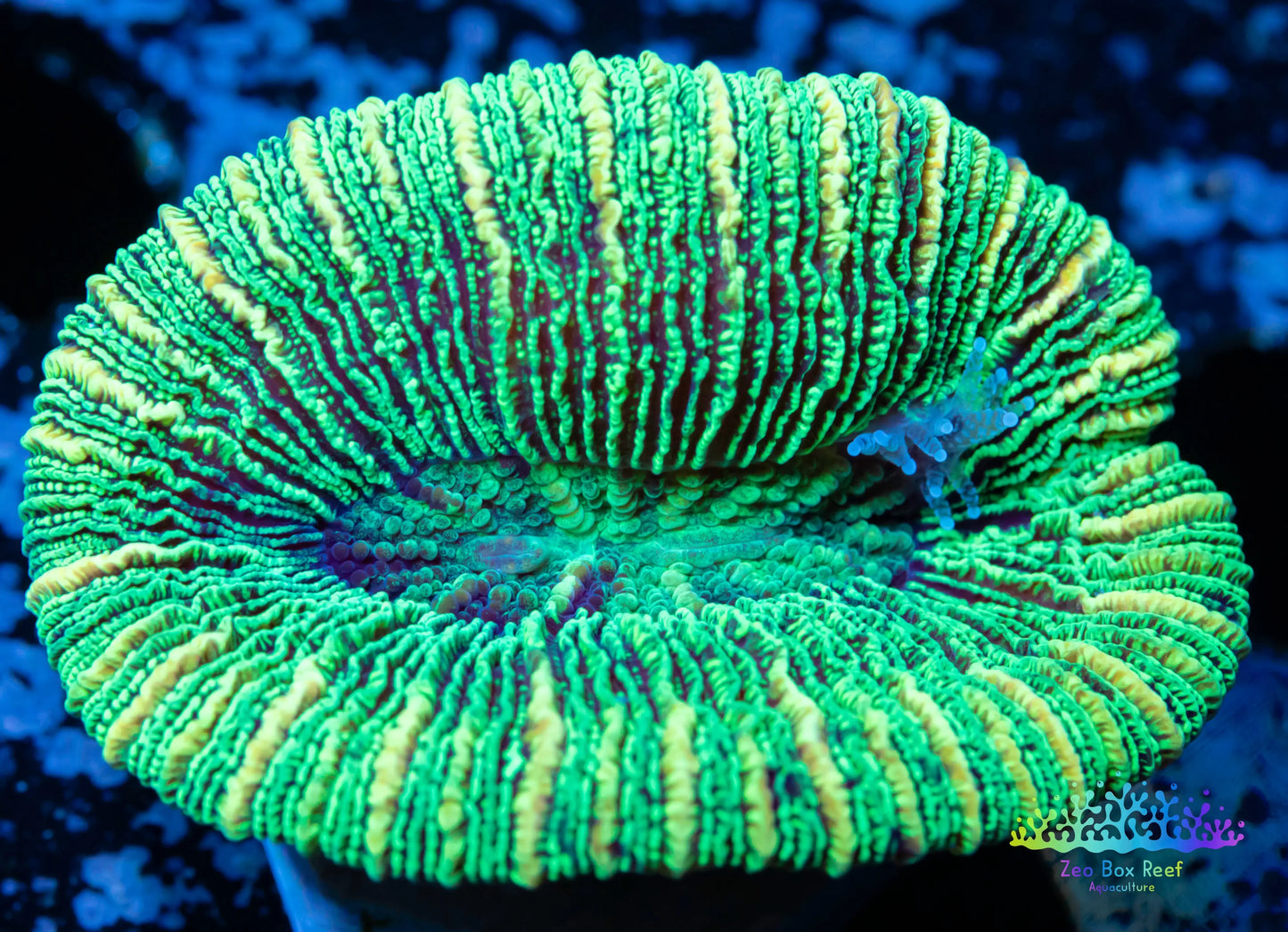 LPS- Trachyphyllia- WA Trachy WYSIWYG 4cm LPS- Trachyphyllia- WA Trachy WYSIWYG 4cm LPS LPS- Trachyphyllia- WA Trachy WYSIWYG 4cm Zeo Box Reef