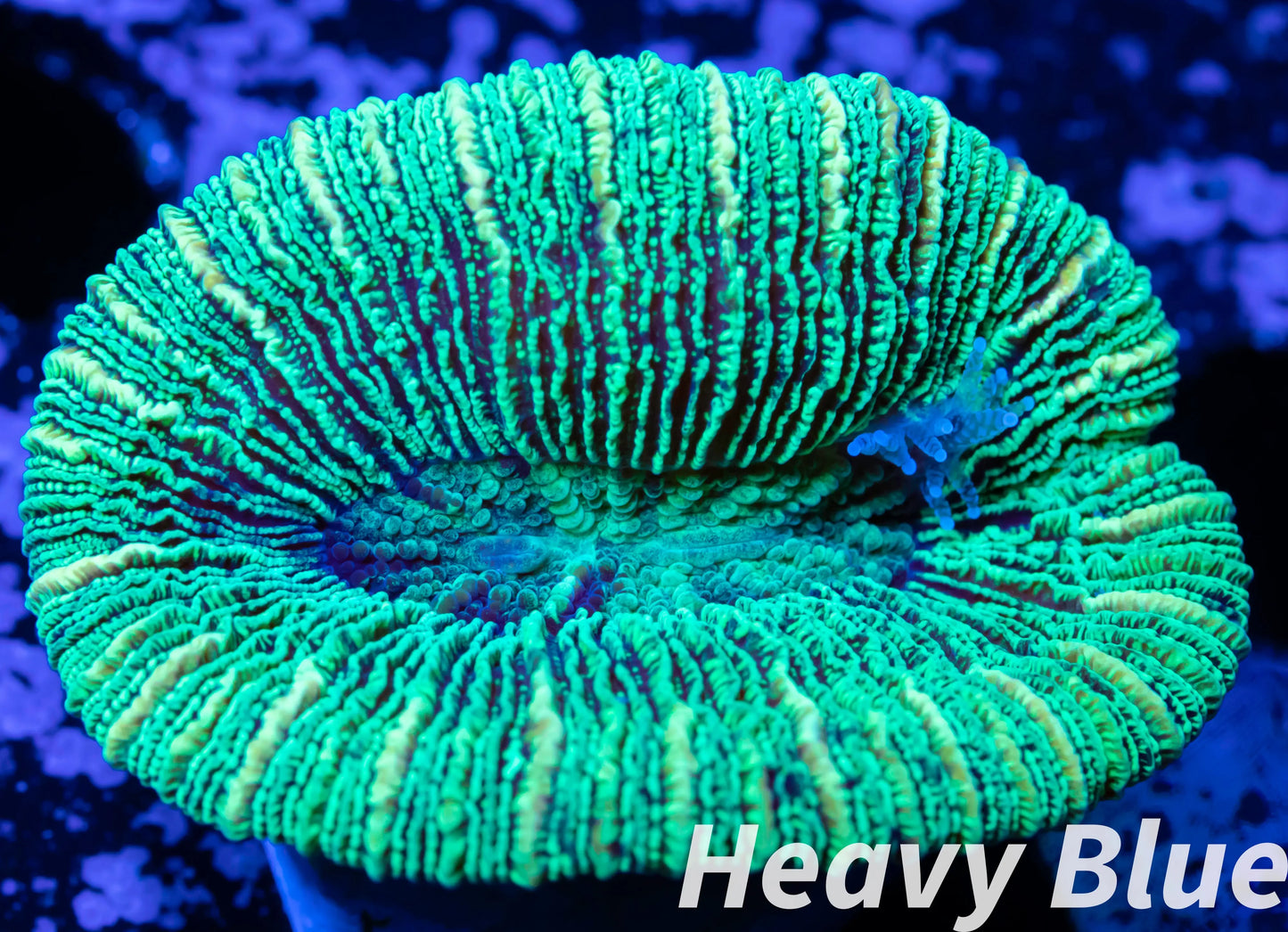 LPS- Trachyphyllia- WA Trachy WYSIWYG 4cm LPS- Trachyphyllia- WA Trachy WYSIWYG 4cm LPS LPS- Trachyphyllia- WA Trachy WYSIWYG 4cm Zeo Box Reef