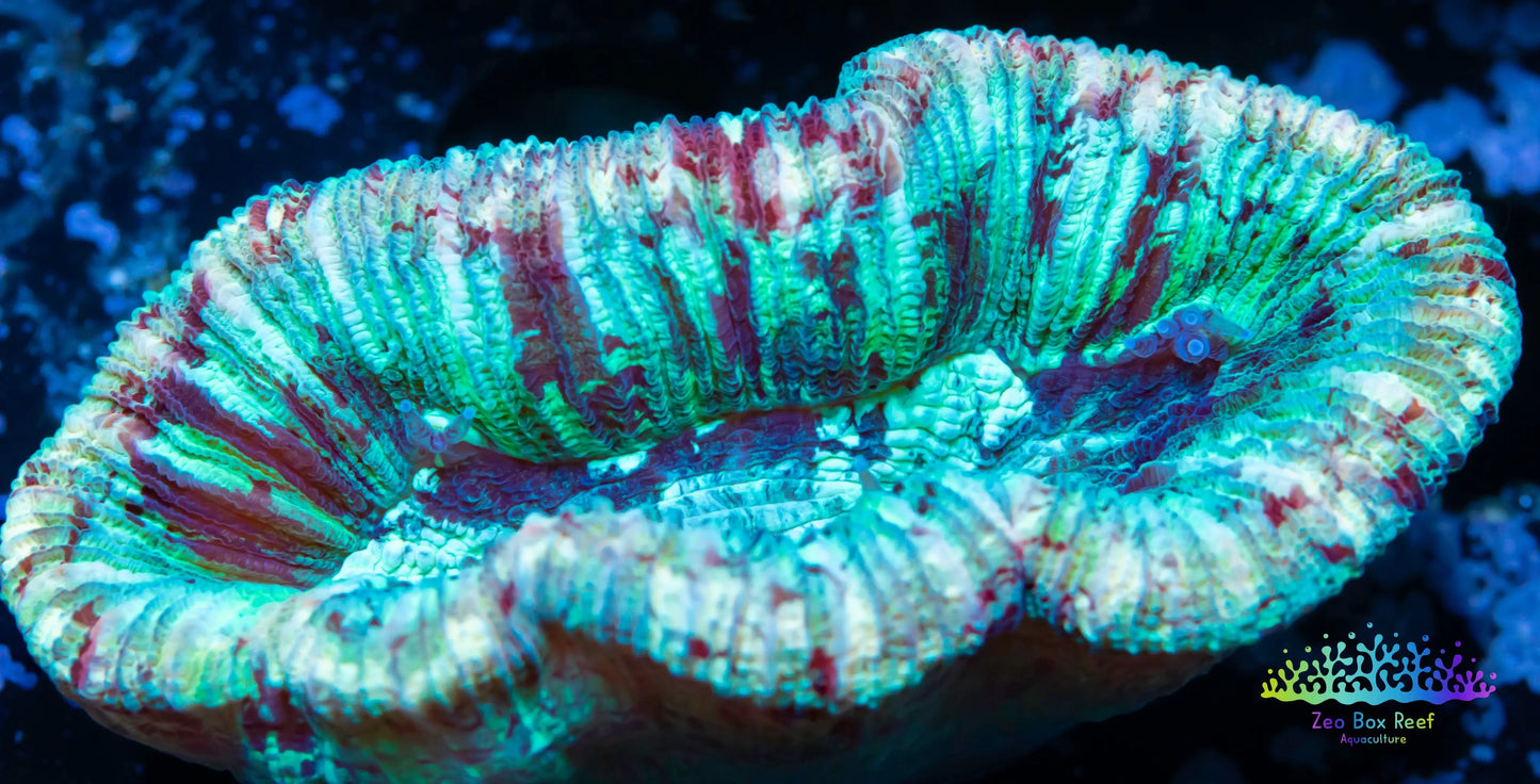 LPS- Trachyphyllia- WA Trachy WYSIWYG 4cm LPS- Trachyphyllia- WA Trachy WYSIWYG 4cm LPS LPS- Trachyphyllia- WA Trachy WYSIWYG 4cm Zeo Box Reef