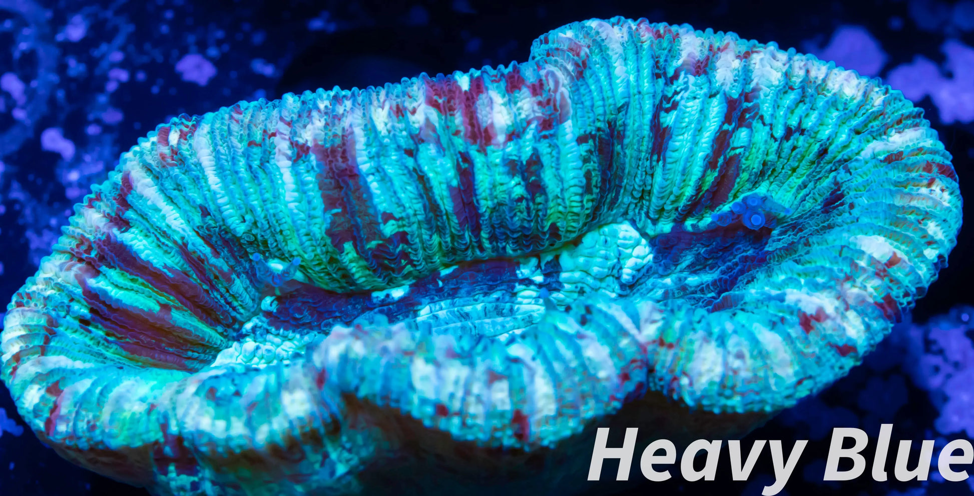 LPS- Trachyphyllia- WA Trachy WYSIWYG 4cm LPS- Trachyphyllia- WA Trachy WYSIWYG 4cm LPS LPS- Trachyphyllia- WA Trachy WYSIWYG 4cm Zeo Box Reef