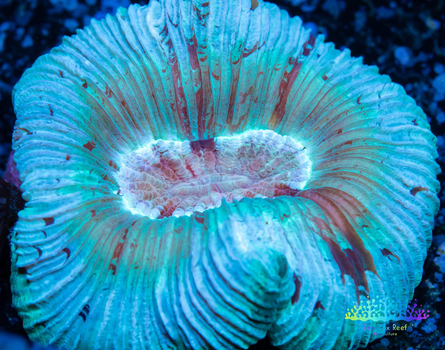 LPS- Trachyphyllia- WA Trachy WYSIWYG 4cm LPS- Trachyphyllia- WA Trachy WYSIWYG 4cm LPS LPS- Trachyphyllia- WA Trachy WYSIWYG 4cm Zeo Box Reef
