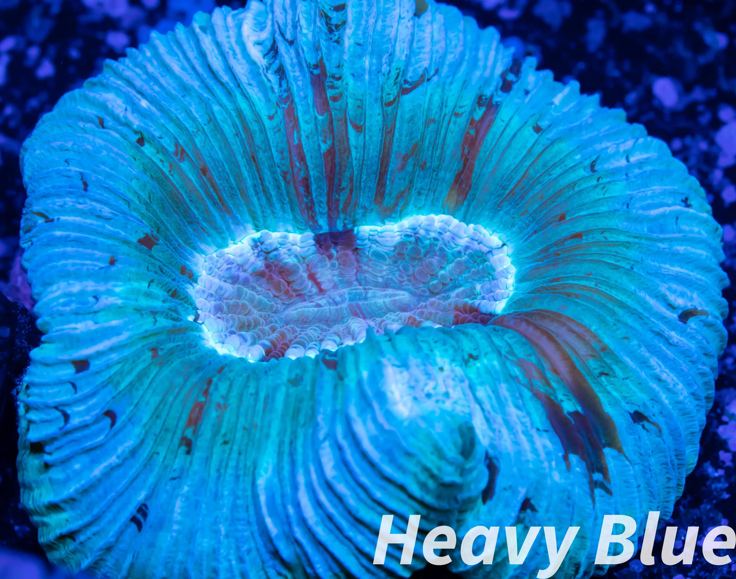 LPS- Trachyphyllia- WA Trachy WYSIWYG 4cm LPS- Trachyphyllia- WA Trachy WYSIWYG 4cm LPS LPS- Trachyphyllia- WA Trachy WYSIWYG 4cm Zeo Box Reef