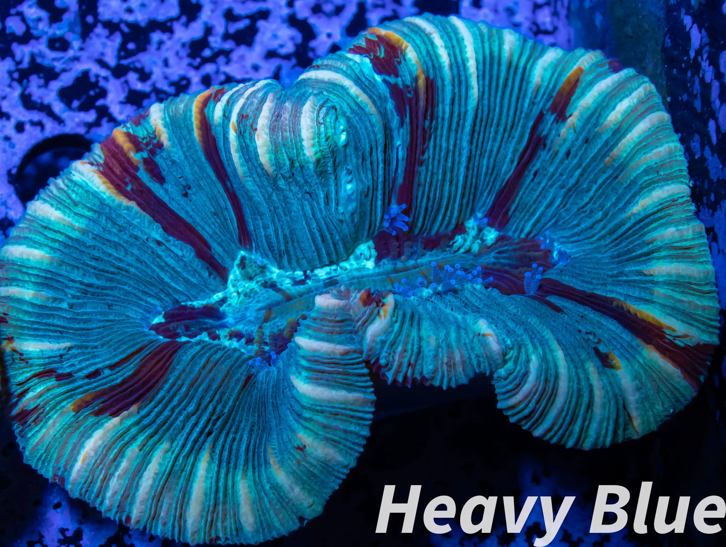 LPS- Trachyphyllia- WA Trachy WYSIWYG 5cm LPS- Trachyphyllia- WA Trachy WYSIWYG 5cm LPS LPS- Trachyphyllia- WA Trachy WYSIWYG 5cm Zeo Box Reef