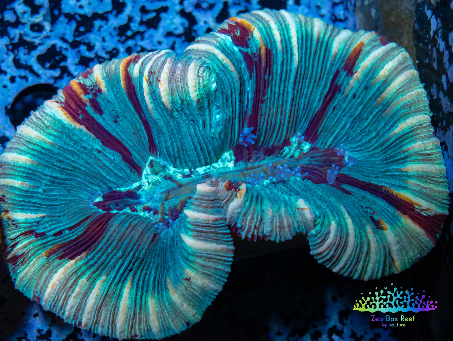 LPS- Trachyphyllia- WA Trachy WYSIWYG 5cm LPS- Trachyphyllia- WA Trachy WYSIWYG 5cm LPS LPS- Trachyphyllia- WA Trachy WYSIWYG 5cm Zeo Box Reef