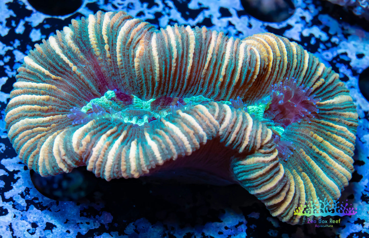 LPS- Trachyphyllia- WA Trachy WYSIWYG 5cm LPS- Trachyphyllia- WA Trachy WYSIWYG 5cm LPS LPS- Trachyphyllia- WA Trachy WYSIWYG 5cm Zeo Box Reef