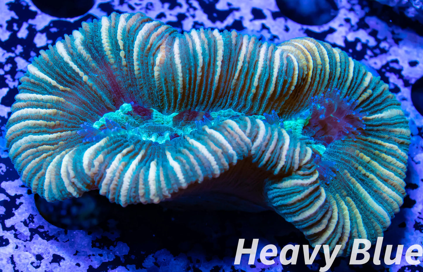 LPS- Trachyphyllia- WA Trachy WYSIWYG 5cm LPS- Trachyphyllia- WA Trachy WYSIWYG 5cm LPS LPS- Trachyphyllia- WA Trachy WYSIWYG 5cm Zeo Box Reef
