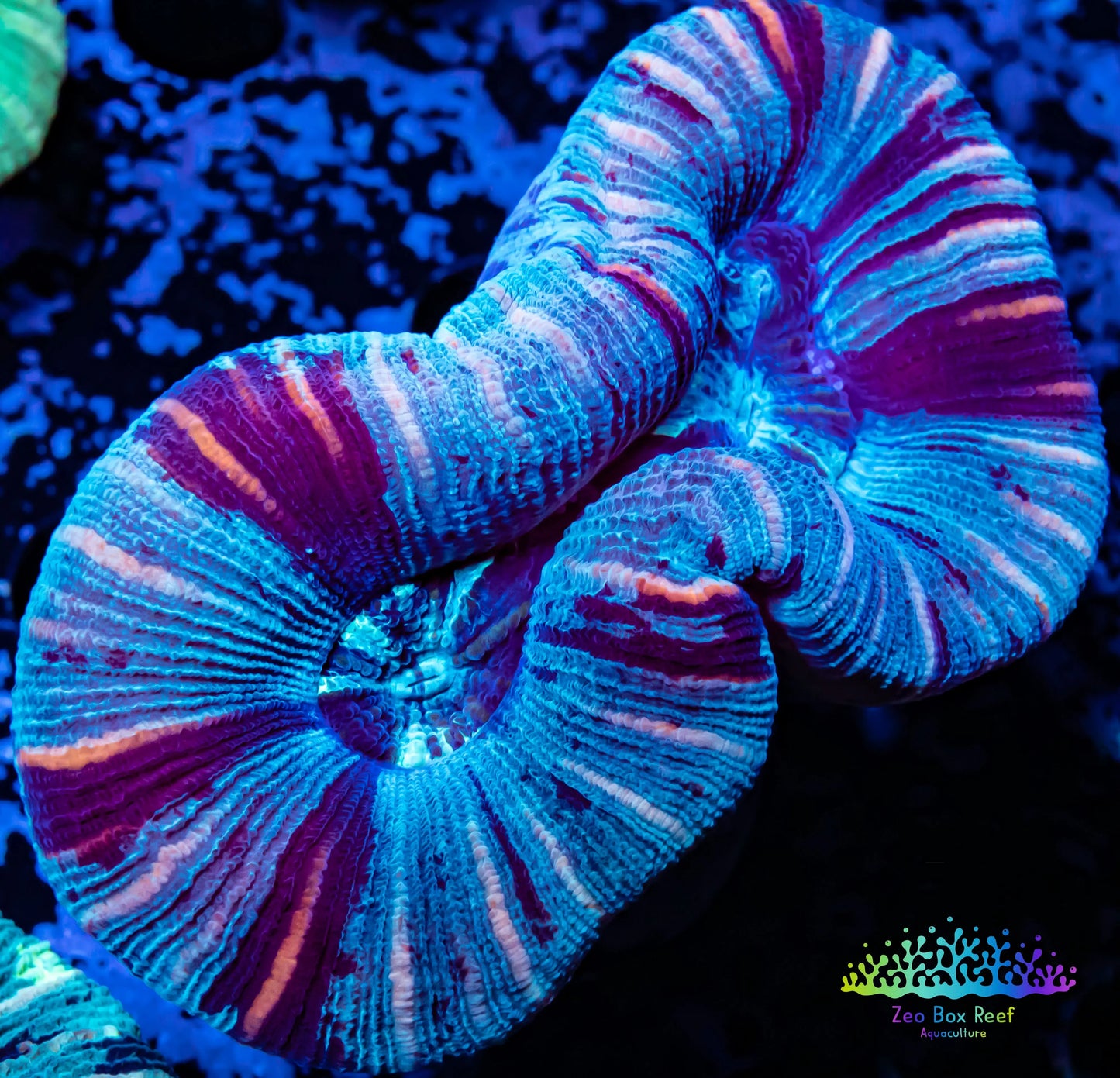 LPS- Trachyphyllia- WA Trachy WYSIWYG 5cm LPS- Trachyphyllia- WA Trachy WYSIWYG 5cm LPS LPS- Trachyphyllia- WA Trachy WYSIWYG 5cm Zeo Box Reef