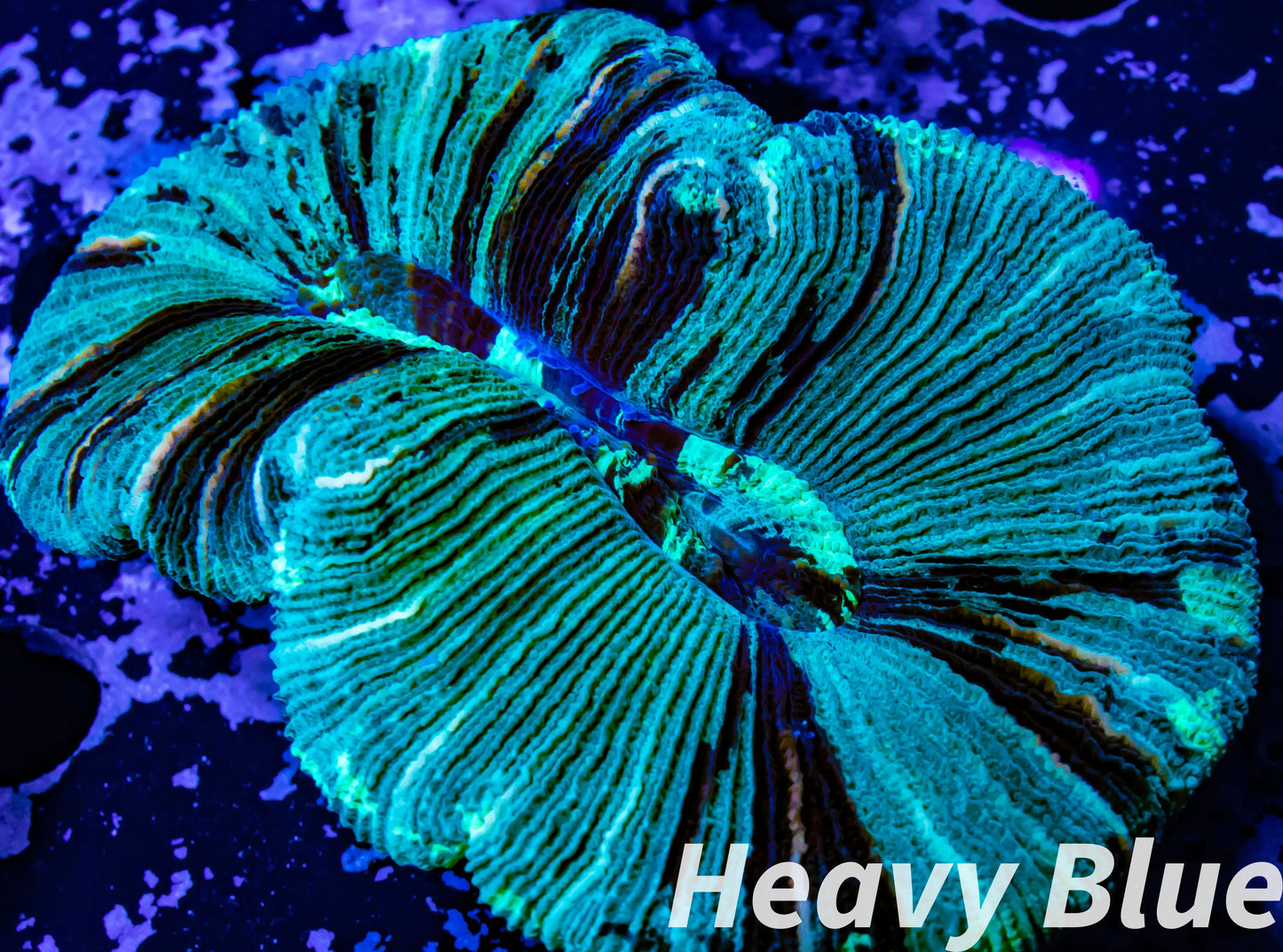 LPS- Trachyphyllia- WA Trachy WYSIWYG 5cm LPS- Trachyphyllia- WA Trachy WYSIWYG 5cm LPS LPS- Trachyphyllia- WA Trachy WYSIWYG 5cm Zeo Box Reef