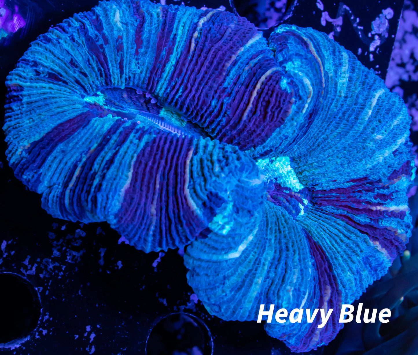 LPS- Trachyphyllia- WA Trachy WYSIWYG 5cm LPS- Trachyphyllia- WA Trachy WYSIWYG 5cm LPS LPS- Trachyphyllia- WA Trachy WYSIWYG 5cm Zeo Box Reef