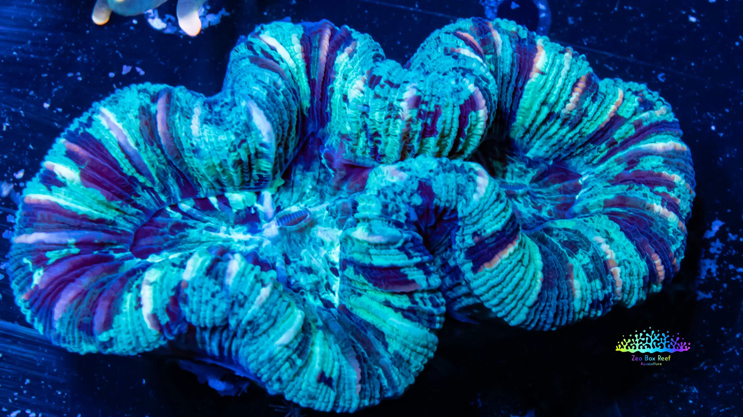 LPS- Trachyphyllia- WA Trachy WYSIWYG 6cm LPS- Trachyphyllia- WA Trachy WYSIWYG 6cm LPS LPS- Trachyphyllia- WA Trachy WYSIWYG 6cm Zeo Box Reef
