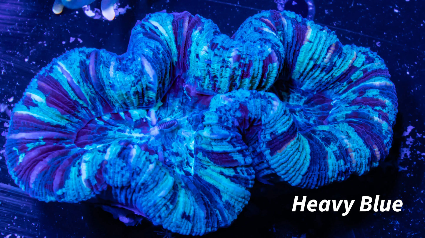 LPS- Trachyphyllia- WA Trachy WYSIWYG 6cm LPS- Trachyphyllia- WA Trachy WYSIWYG 6cm LPS LPS- Trachyphyllia- WA Trachy WYSIWYG 6cm Zeo Box Reef