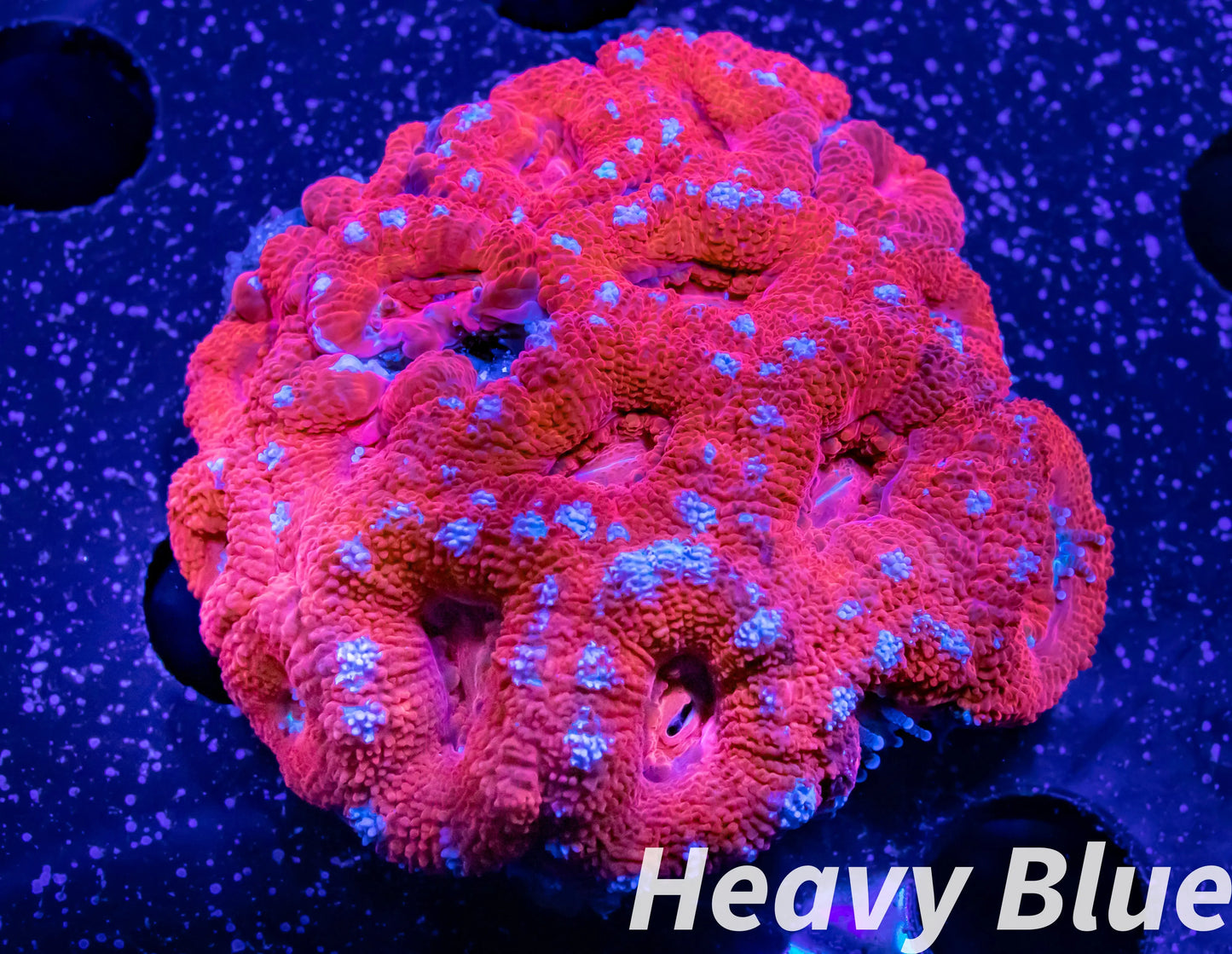 LPS- Ultra Acan Lord Coral- lordhowensis- Acan Coral- Lord Coral 5cm WYSIWYG LPS- Ultra Acan Lord Coral- lordhowensis- Acan Coral- Lord Coral 5cm WYSIWYG LPS LPS- Ultra Acan Lord Coral- lordhowensis- Acan Coral- Lord Coral 5cm WYSIWYG Zeo Box Reef