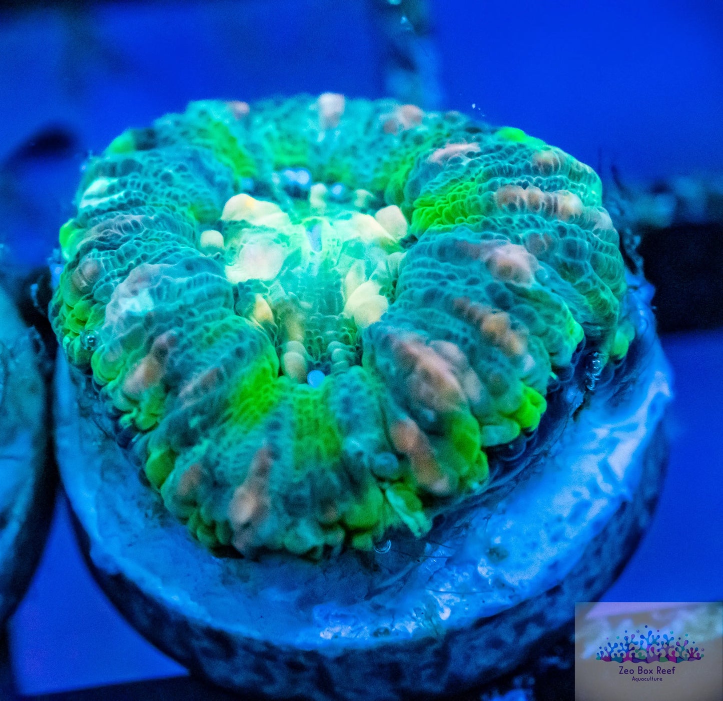 LPS- WA Button Scoly LPS- WA Button Scoly LPS- WA Button Scoly Zeo Box Reef