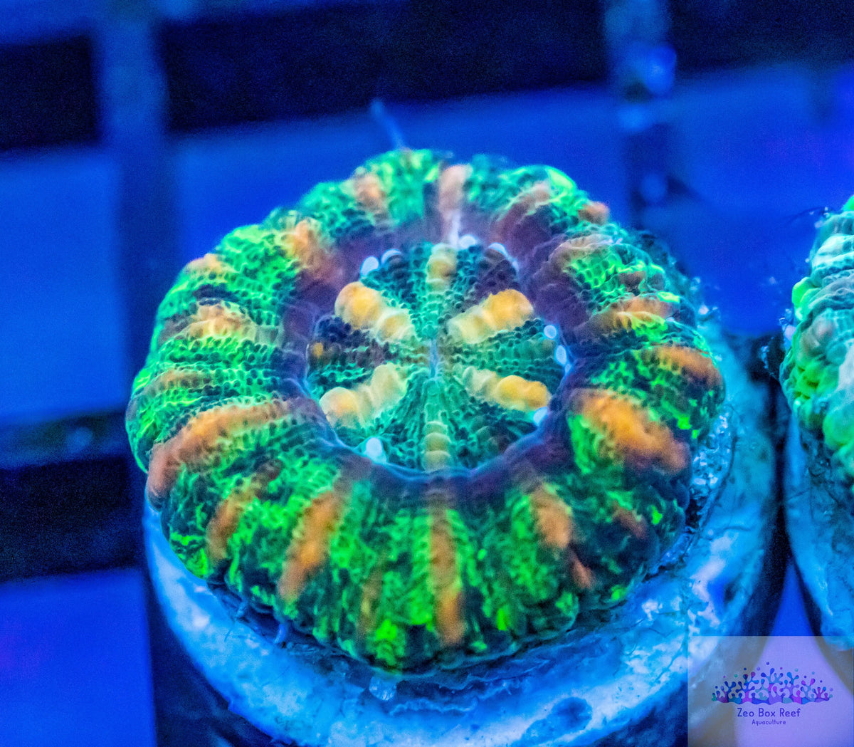 LPS- WA Button Scoly LPS- WA Button Scoly LPS- WA Button Scoly Zeo Box Reef