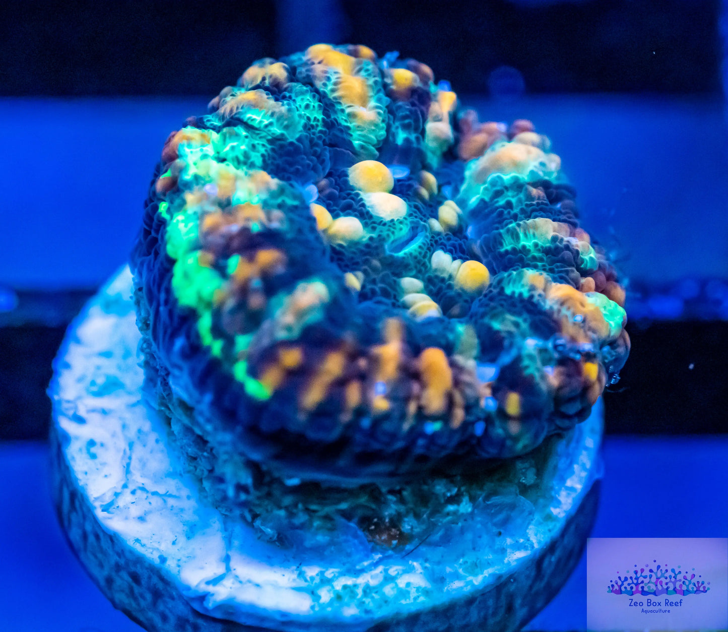 LPS- WA Button Scoly LPS- WA Button Scoly LPS- WA Button Scoly Zeo Box Reef
