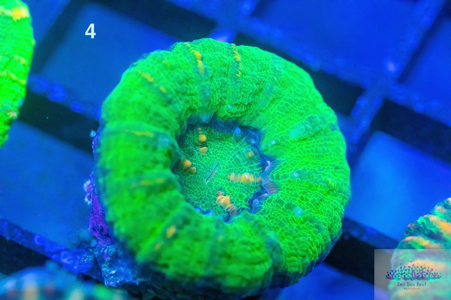LPS- WA Ultra Green Button Scolymia LPS- WA Ultra Green Button Scolymia LPS LPS- WA Ultra Green Button Scolymia Zeo Box Reef
