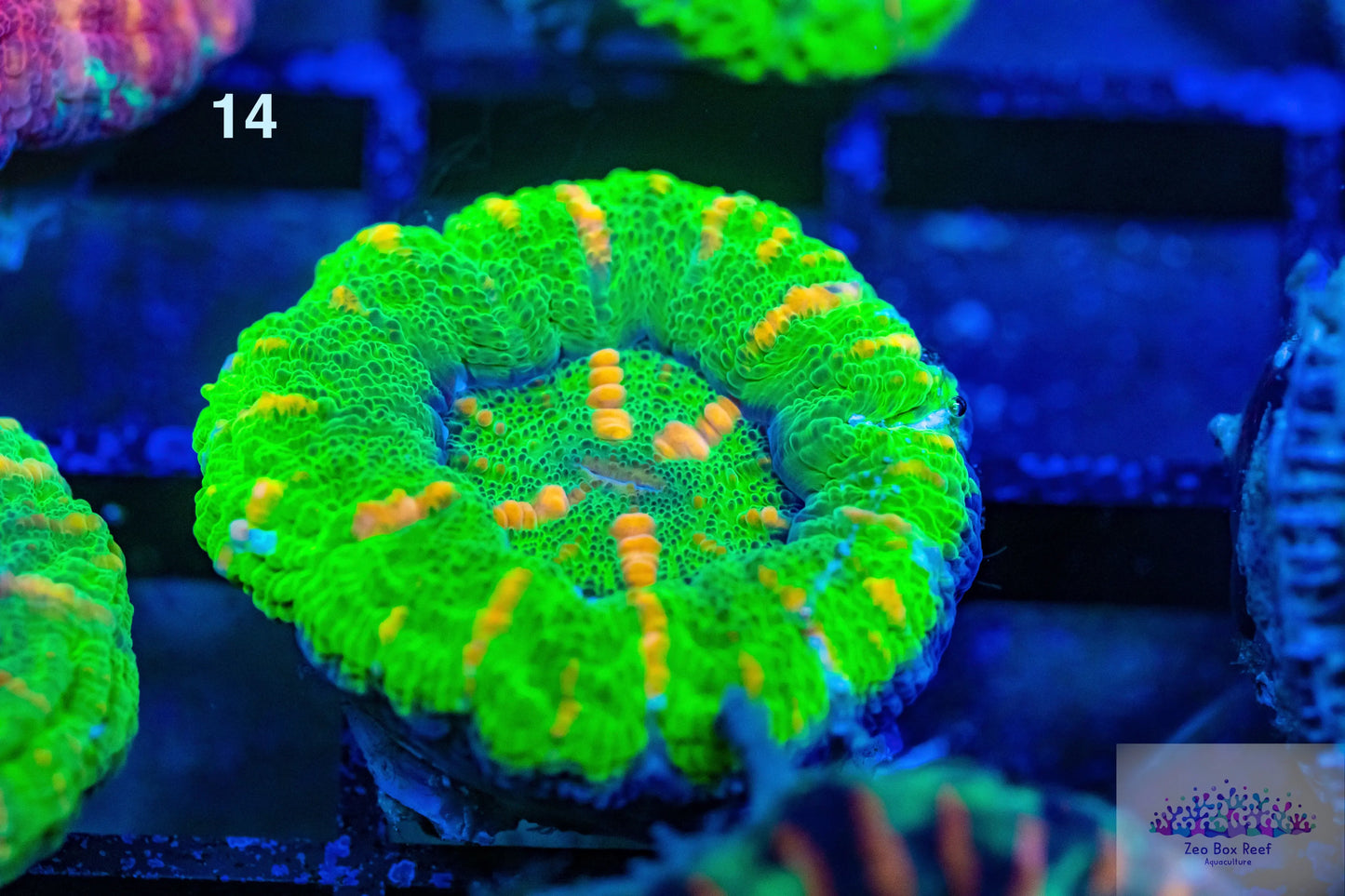 LPS- WA Ultra Green Button Scolymia LPS- WA Ultra Green Button Scolymia LPS LPS- WA Ultra Green Button Scolymia Zeo Box Reef
