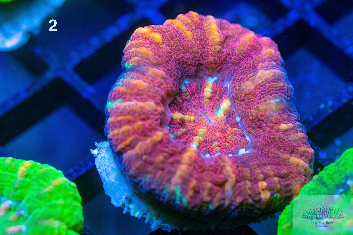 LPS- WA Ultra Red Button Scolymia LPS- WA Ultra Red Button Scolymia LPS LPS- WA Ultra Red Button Scolymia Zeo Box Reef